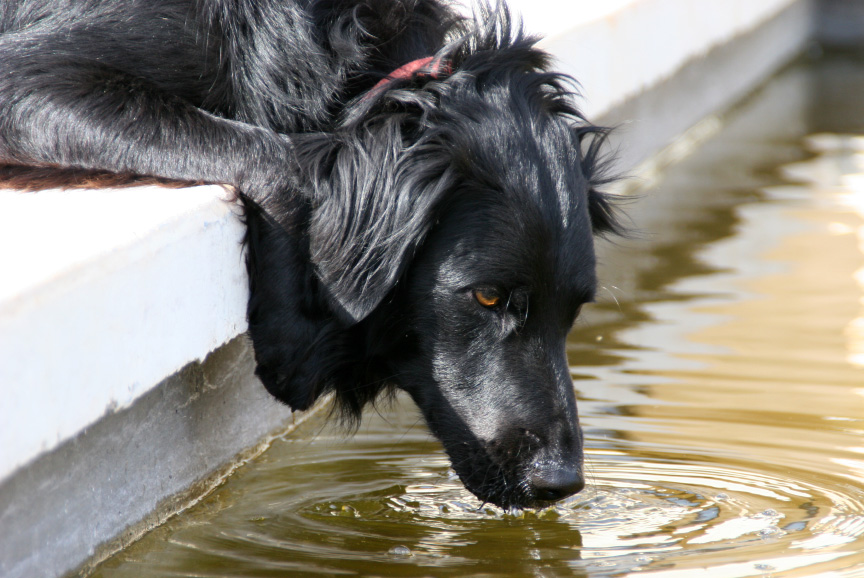 ¿Qué agua bebe tu perro?
