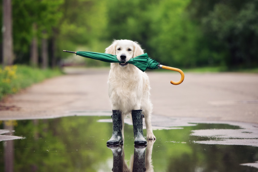 como-afecta-lluvia-perros.jpg