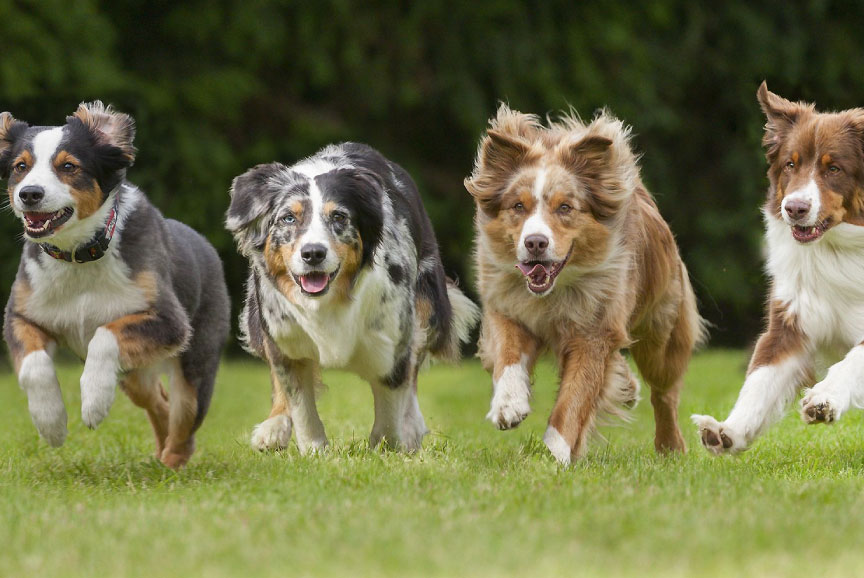 3 formas de estimular el sistema inmune de tu perro
